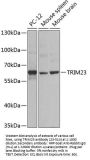 TRIM23 Antibody