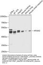 AP1M2 Antibody