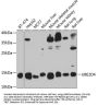 UBE2D4 Antibody
