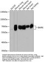 BMP6 Antibody