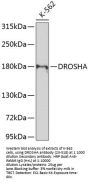 DROSHA Antibody