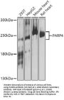 PARP4 Antibody