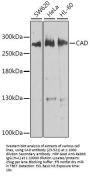 CAD Antibody