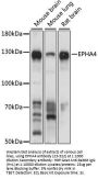 EPHA4 Antibody