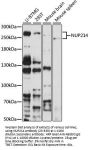NUP214 Antibody