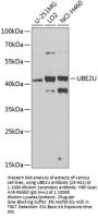 UBE2U Antibody