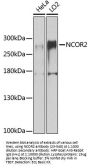 NCOR2 Antibody