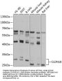CLDN18 Antibody