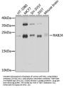 RAB24 Antibody