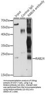 RAB24 Antibody