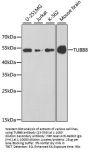 TUBB8 Antibody