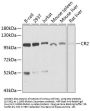 CR2 Antibody