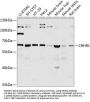 CRHR1 Antibody