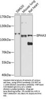 EPHA3 Antibody