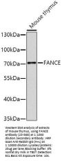 FANCE Antibody