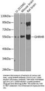 GHRHR Antibody