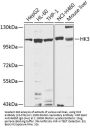 HK3 Antibody