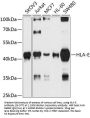 HLA-E Antibody