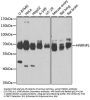 HNRNPL Antibody