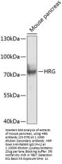 HRG Antibody