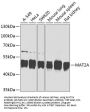 MAT2A Antibody