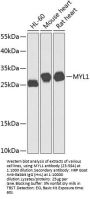 MYL1 Antibody