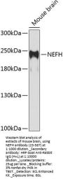 NEFH Antibody