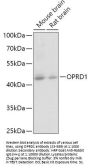 OPRD1 Antibody