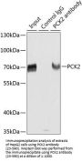 PCK2 Antibody