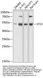 ST13 Antibody