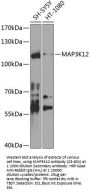 MAP3K12 Antibody