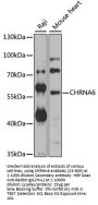 CHRNA6 Antibody