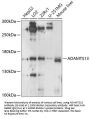 ADAMTS13 Antibody