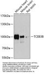 TCEB3B Antibody