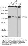 PTCD3 Antibody