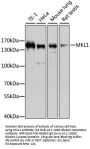 MKL1 Antibody