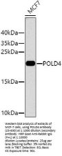 POLD4 Antibody