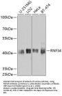 RNF34 Antibody