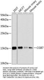 CGB7 Antibody