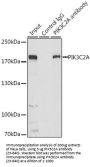 PIK3C2A Antibody