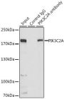 PIK3C2A Antibody