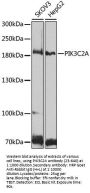 PIK3C2A Antibody