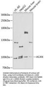 ACAN Antibody
