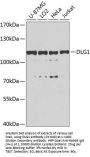 DLG1 Antibody