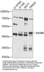 INHBB Antibody