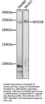 MYO5B Antibody