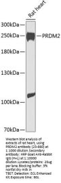 PRDM2 Antibody