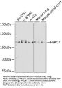 HERC3 Antibody