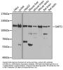 SART1 Antibody