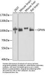 GPHN Antibody